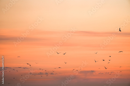 Sunset on the Atlantic coast. A pastel-colored sky and black silhouettes of coastal birds.
