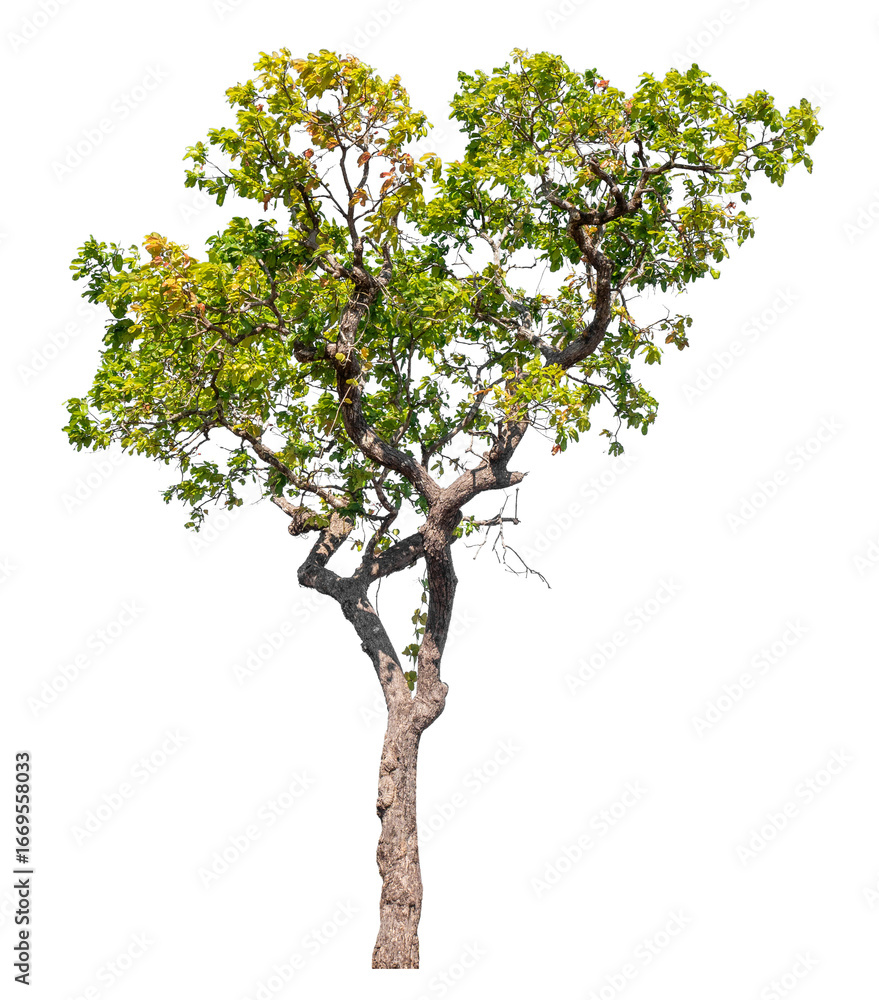 Fototapeta premium Tree isolated on transparent background with clipping path and alpha channel