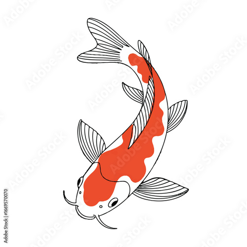Continuous line of a koi carp fish .Single one line art of wild koi carp fish , One continuous line illustration of an koi carp fish isolated on white background.