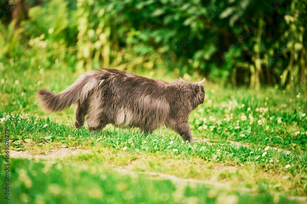 Fototapeta premium Gray cat standing on green lawn
