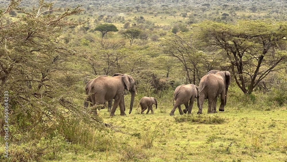 Fototapeta premium Addo Elephant Park South Africa, Family of Elephants in Addo elephant park, a large group of African Elephants