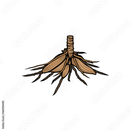 cassava tree roots white sweet potato plant vector illustration