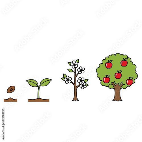 Illustrated life cycle of an apple tree showing four growth stages - seed, seedling, blossoming sapling, and mature fruit-bearing tree.