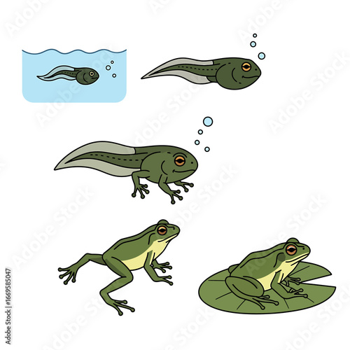 Illustrated stages of a frogs life cycle, showing metamorphosis from tadpole to adult frog on a lily pad.