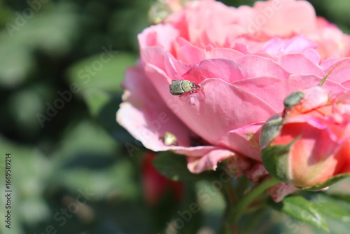 beetles eating pink rose petals