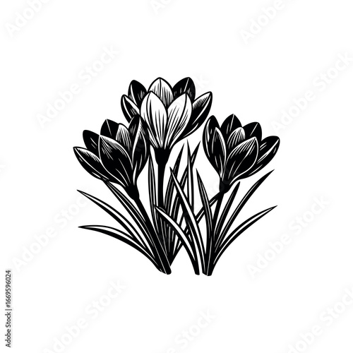 Elegant monochromatic illustration of spring crocus flowers in full bloom, simplistic and beautiful Silhouette vector
