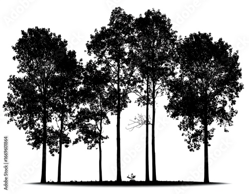 Silhouettes of tall trees in a forest