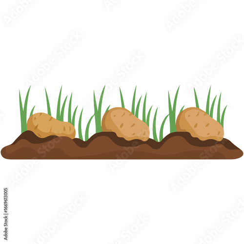 Cartoon potato plants in soil vector illustration on white background