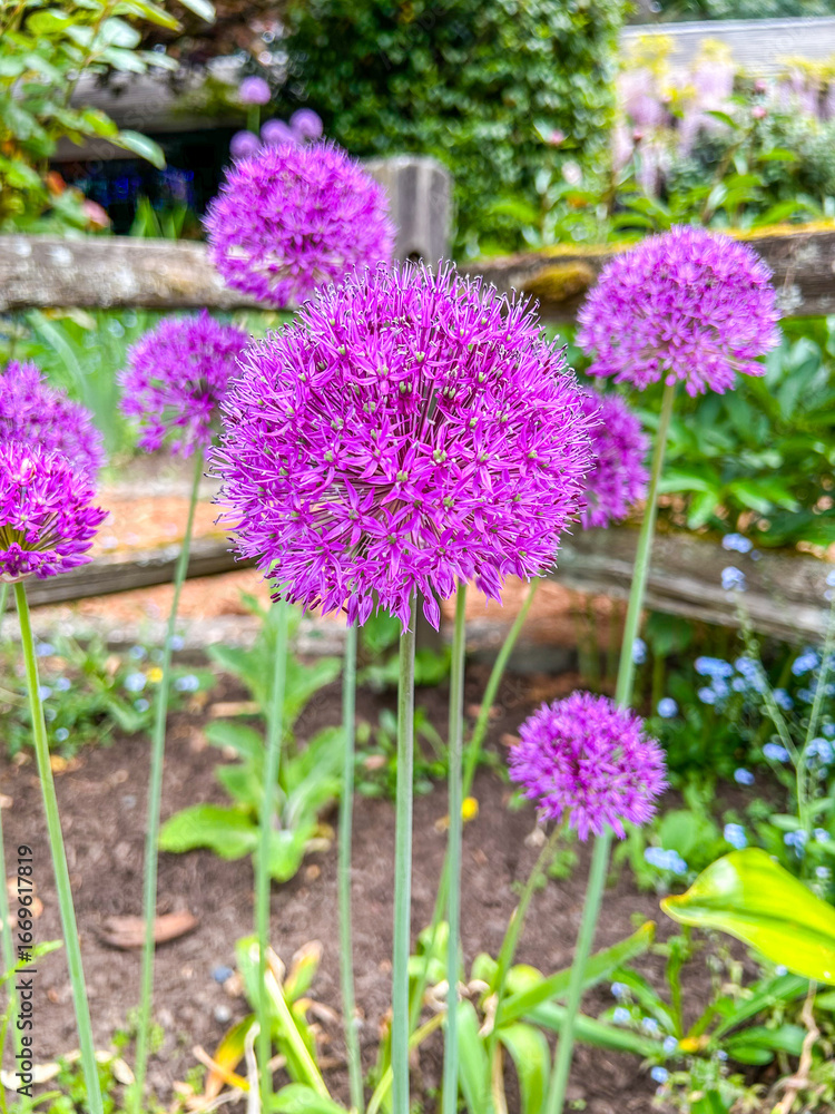 Obraz premium Allium in Bloom