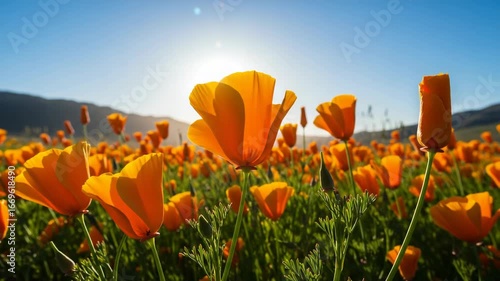 Vibrant orange california poppies bloom in a sundrenched field under a clear blue sky, showcasing natures beauty in spring