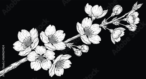 White cherry blossom branch vector on black background with blooming flowers and buds, perfect for botanical, decorative, and tattoo design themes