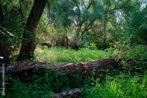 Mystical forest