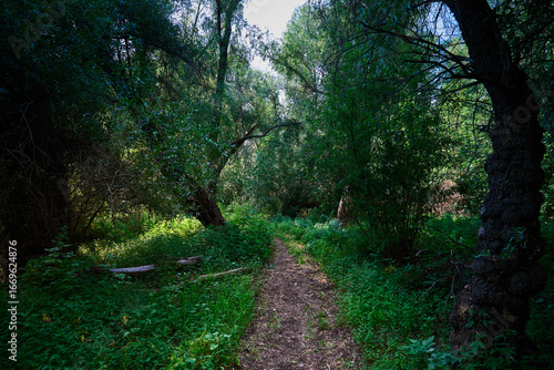 Forest road
