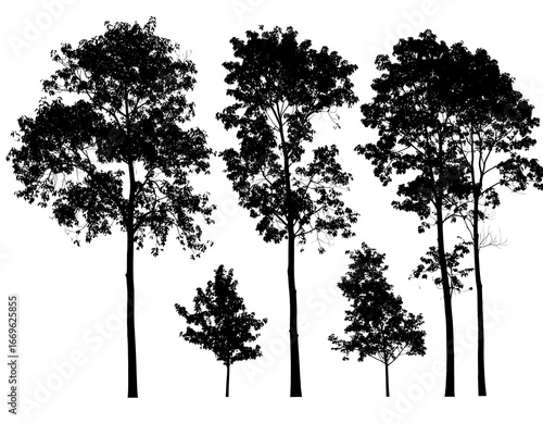 Silhouettes of various trees