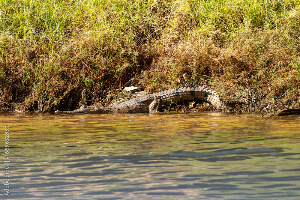A Freshwater Crocodile (Crocodylus johnstoni) basking in the sun. Katherine Gorge, Nitmuluk, Katherine, Northern Territory. A Freshwater Crocodile (Crocodylus johnstoni) basking in the sun. Katherine Gorge, Nitmuluk, Katherine, Northern Territory.