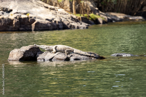 A Freshwater Crocodile (Crocodylus johnstoni) basking in the sun. Katherine Gorge, Nitmuluk, Katherine, Northern Territory.