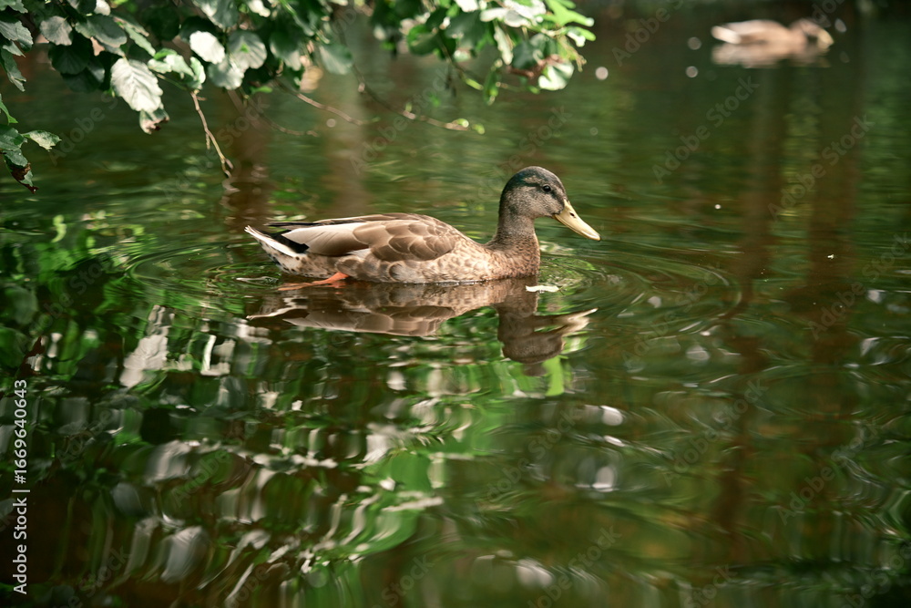 Fototapeta premium Wild duck swimming on a calm forest pond with green reflections of trees in water. Peaceful nature scene symbolizing wildlife, eco tourism and outdoor relaxation.