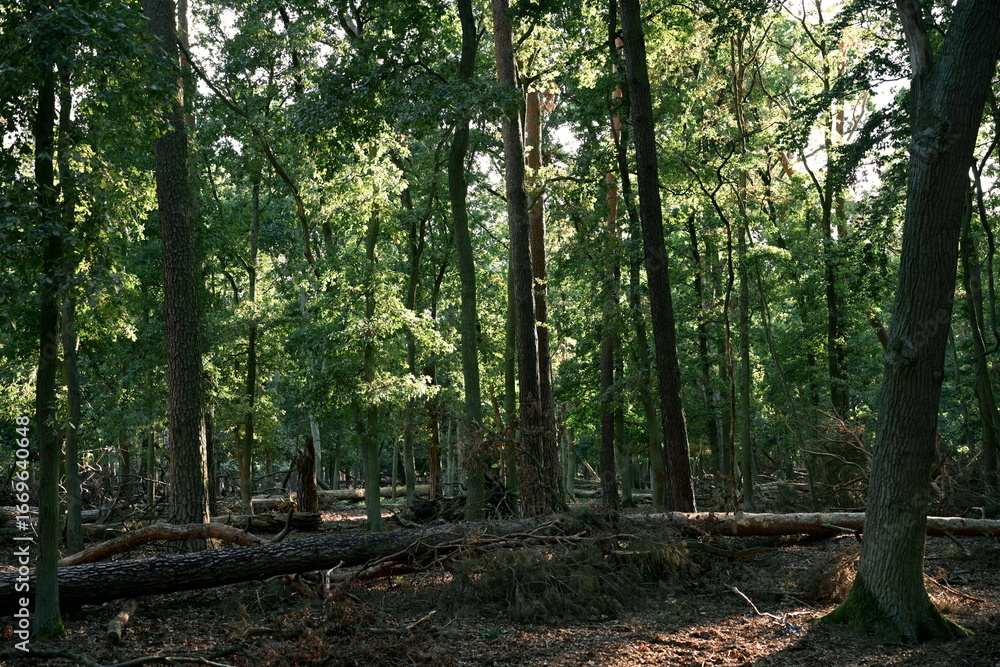 Obraz premium Dense green forest with tall trees, sunlight streaming through the leaves and fallen trunks on the ground. Natural landscape symbolizing ecology, wilderness, hiking and eco tourism.