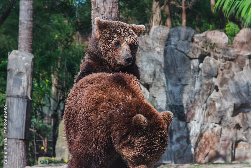 Obraz premium brown bear in the woods