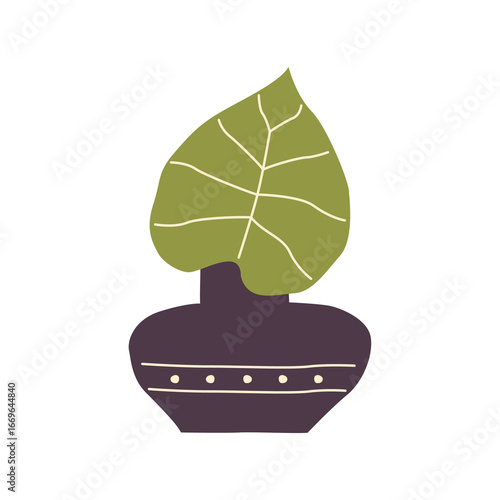plant in pot
