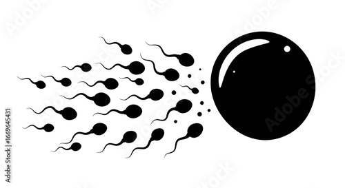 Illustration of sperm swimming toward egg cell, symbolizing fertilization, fertility, and human reproduction in simple black and white vector style.