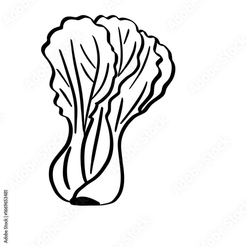 hand drawn Lettuce outline