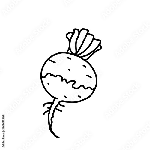 Hand drawn turnip outline