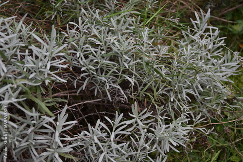 Lavendel
