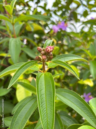 A detailed macro shot of Melastoma affine flower buds. The velvety, reddish-brown buds are nestled among fuzzy green leaves, showing a glimpse of the pink petals inside