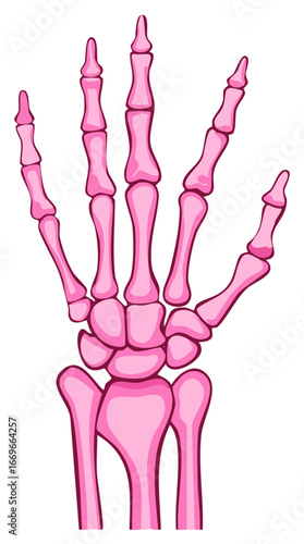 Pink human hand skeleton illustration, anatomy of bones, healthcare concept