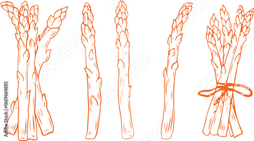 Asparagus, Vegetable, Food, Healthy, Green, Sketch, Organic, Farm, Fresh, Harvest, Plant, Ingredient, Natural, Cooking, Diet, Seasonal, Spear, Culinary