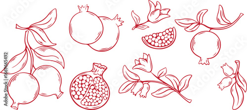 Pomegranate, Fruit, Food, Red, Sweet, Juicy, Sketch, Doodle, Healthy, Seed, Natural, Organic, Art, Illustration, Tasty, Exotic, Antioxidant, Vibrant