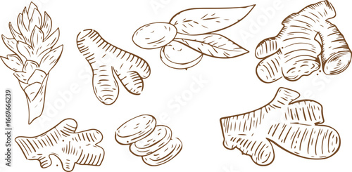 Herb, Spice, Cooking, Ingredient, Organic, Natural, Sketch, Culinary, Food, Doodle, Flavor, Fresh, Seasoning, Plant, Green, Kitchen, Aromatic, Illustration

