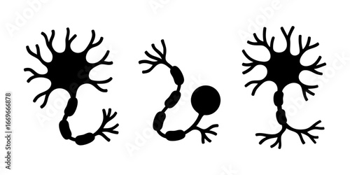 Three neuron types showing axons, dendrites, and synaptic branches for scientific or educational use