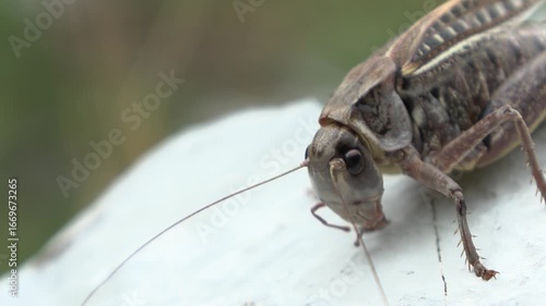 Folidottera cinerea Pholidoptera griseoaptera , the dark bush-cricket