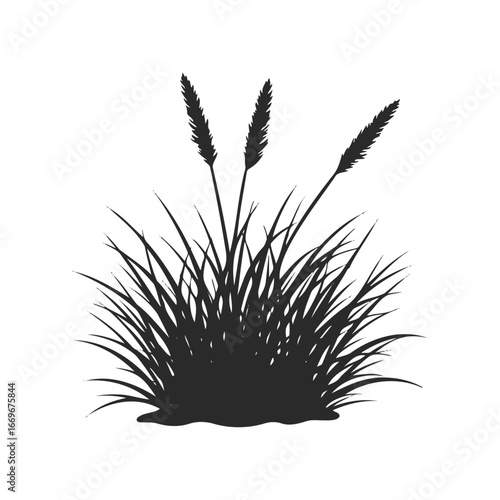 Silhouette of tall grass with seed heads on white background