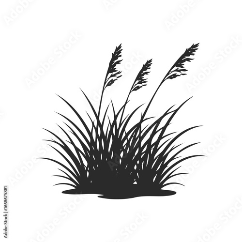 Elegant silhouette of swaying grass on a white background