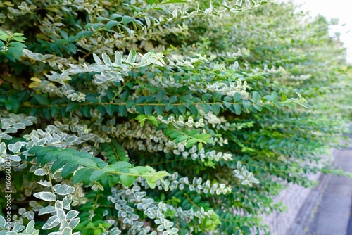 シルバープリペットの生垣