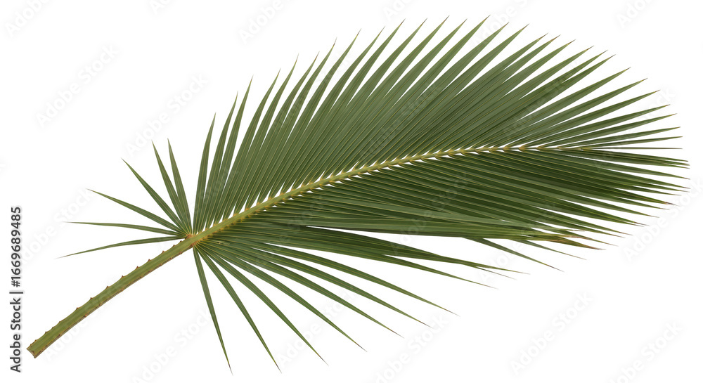 Obraz premium Isolated Palm Leaf