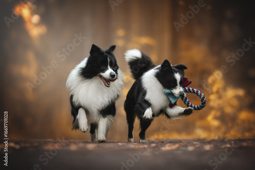 Photography Two happy Border Collie dogs are running on a path