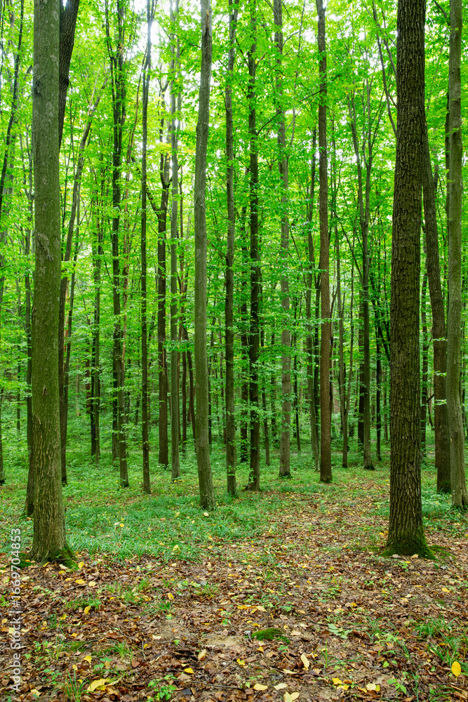 Fototapeta premium Forest trees. nature green wood sunlight backgrounds