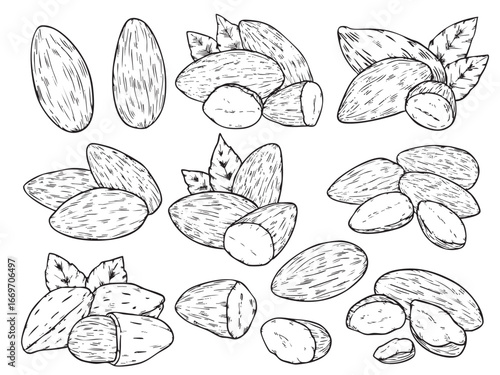 Set of isolated hand drawn almond outline drawing illustration