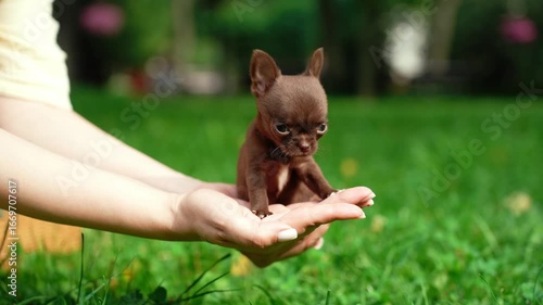 chihuahua puppy sitting in a wicker basket on a lush green lawn. Domestic pets	