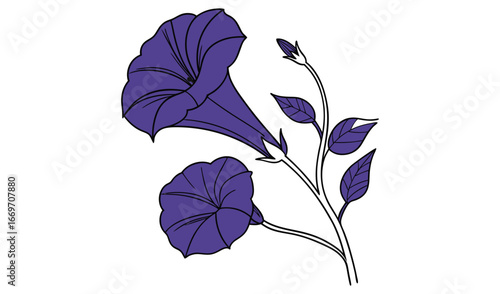Elegant illustration of two blooming deep purple petunia flowers on a white background