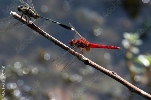 Dragonflies male and female perched on a twig in a lakeshore