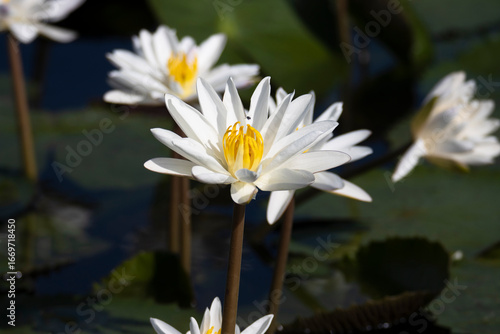 White Water lilies in pond