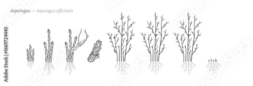 Growing stages of asparagus from seeds to harvest. Botanical monochrome black and white hand drawn vector Illustration