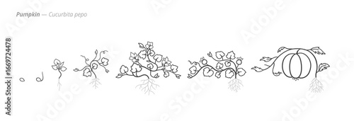 Growth stages of pumpkin from seed to harvest. Botanical monochrome black and white hand drawn vector Illustration