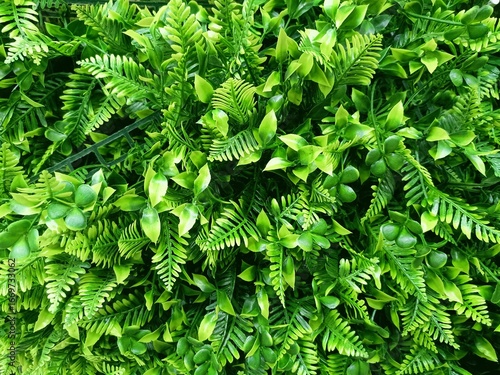 Quadro em tela Vibrant green foliage fills the frame, showcasing a rich variety of textured lea