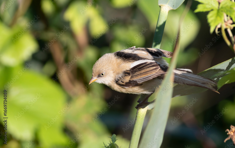Obraz premium Bearded reedling, Panurus biarmicus. A bird sits on a reed stalk